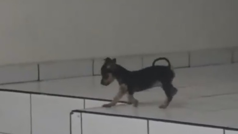 Meet the Boldest Puppy Around!