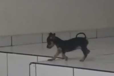 Meet the Boldest Puppy Around!