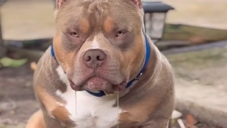 Meet the Nicest Dog Ever: Pure Heart and Joy!