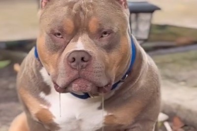 Meet the Nicest Dog Ever: Pure Heart and Joy!