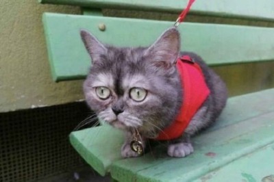 Nobody Wanted This Shelter Cat Because of Her Grumpy Face—Until One Woman Changed Everything!