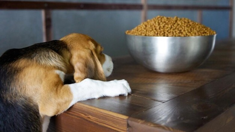 Should My Dog Eat Rice? Insights from the Dog Notebook