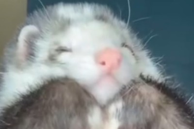 Sleepy Ferret Steals Hearts with Adorable Nap Routine!