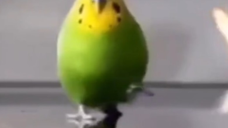 Slow-Motion Parrot Run: Hilarious Bird on the Move!