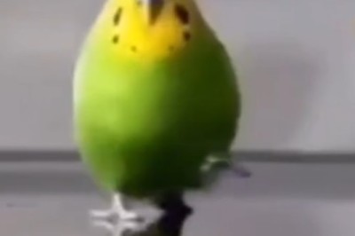 Slow-Motion Parrot Run: Hilarious Bird on the Move!
