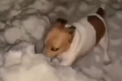 Snowdrift Shenanigans: Dog's Epic Search Adventure!