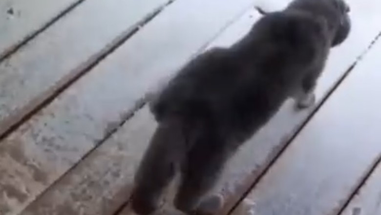Snowy Playtime: Cats Having a Blast in the Snow!