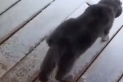 Snowy Playtime: Cats Having a Blast in the Snow!