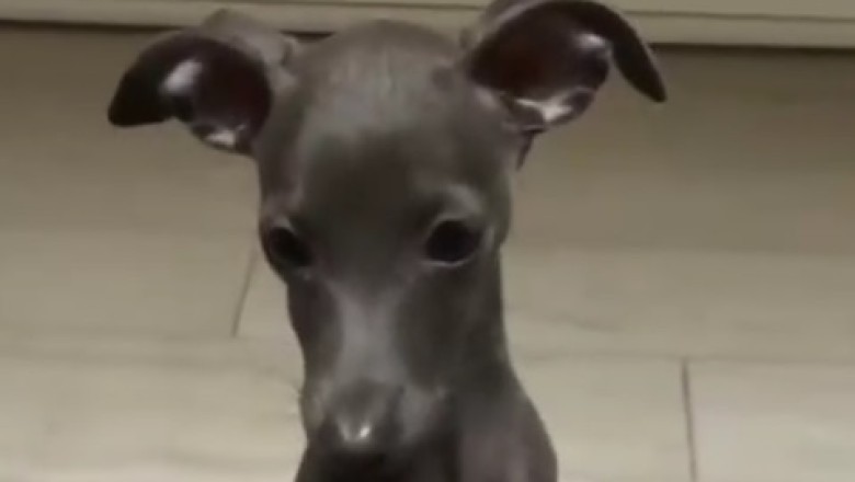 Tiny Dog, Big Laughs: Funniest Small Dog Moments!