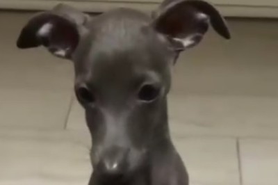 Tiny Dog, Big Laughs: Funniest Small Dog Moments!