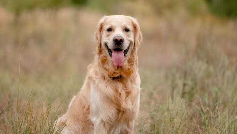 Transform Your Golden Retriever: The Ultimate Guide to Preventing Doggy Obesity!