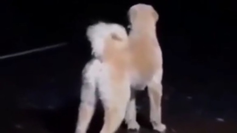 Unbelievable Dog Bark: You’ve Never Heard Anything Like This!