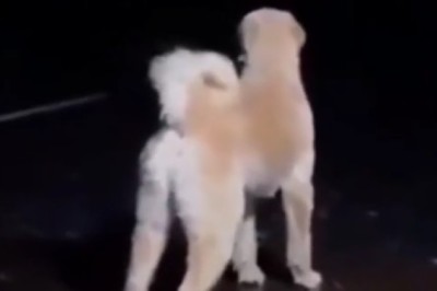 Unbelievable Dog Bark: You’ve Never Heard Anything Like This!