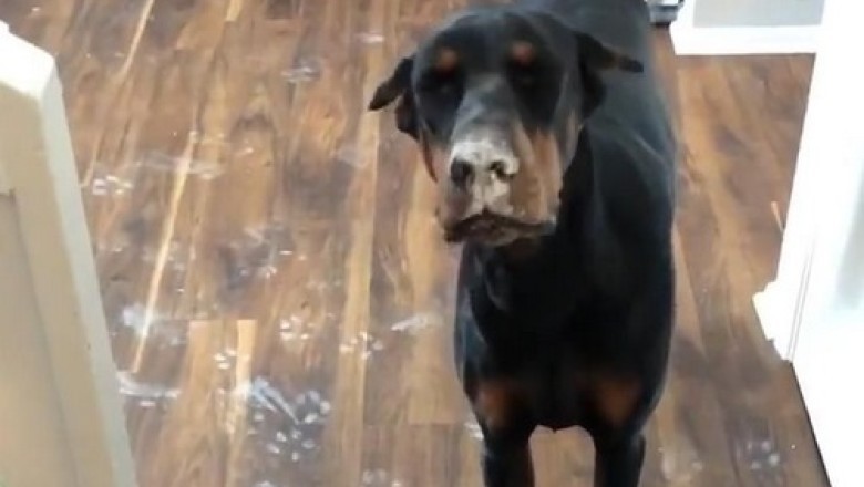 Unbelievable Moment: Dog Punches Through Wall!