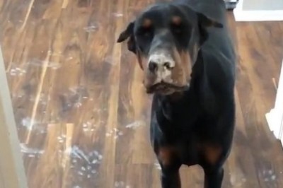 Unbelievable Moment: Dog Punches Through Wall!