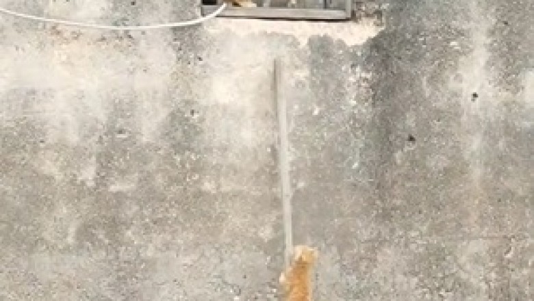 Adorable Kittens Conquer Their First Climb!
