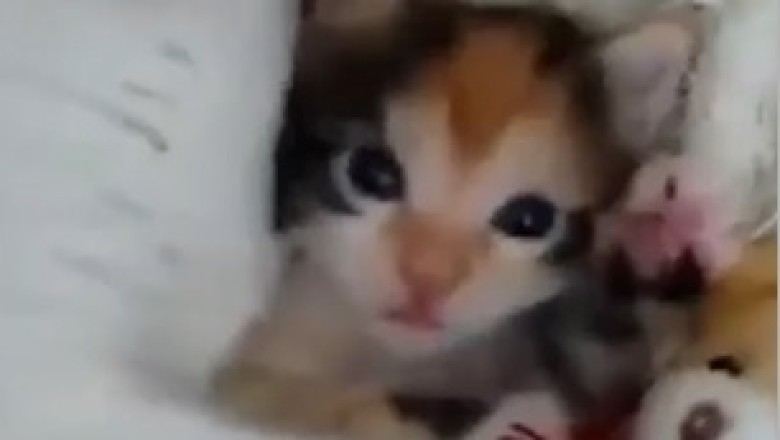 Adorable Moments: A Cat and Her Kitten's Bond