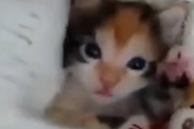 Adorable Moments: A Cat and Her Kitten's Bond