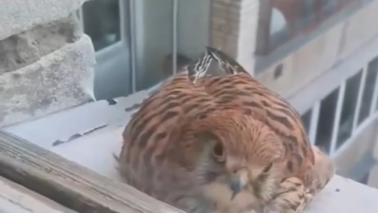 Falcon Orders Food: A Window Shopping Surprise!