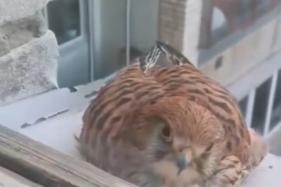 Falcon Orders Food: A Window Shopping Surprise!