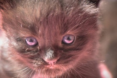 From Despair to Hope: The Incredible Journey of an Abandoned Kitten