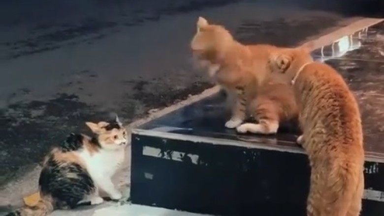 Street Showdown: Cats Battle for Territory!