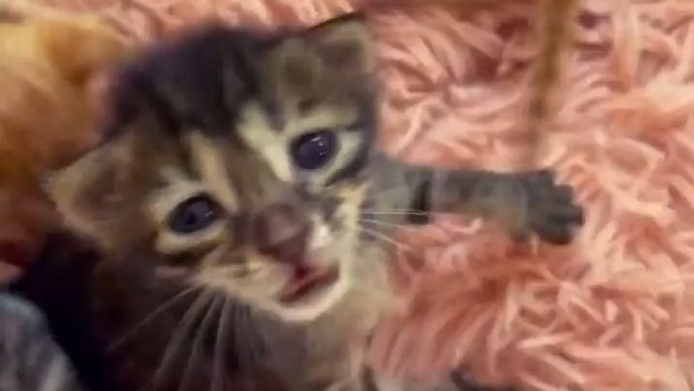 Stunning Kitten: An Irresistible Display of Beauty