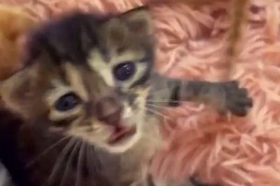 Stunning Kitten: An Irresistible Display of Beauty