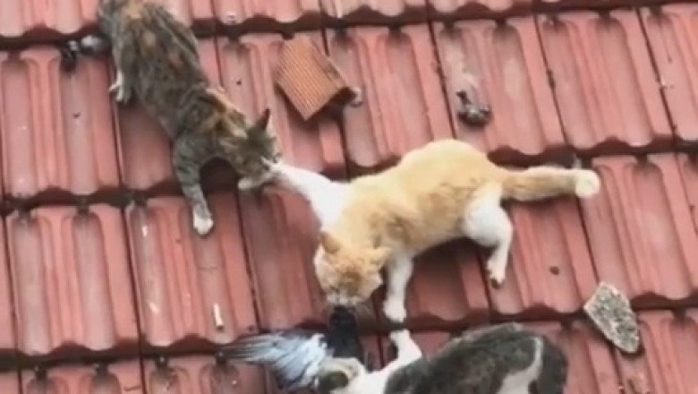 Three cats holding a crow on the roof of a house