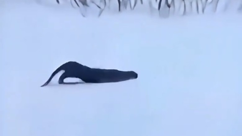 Amazing Skiing Skills: The Ultimate Winter Thrills