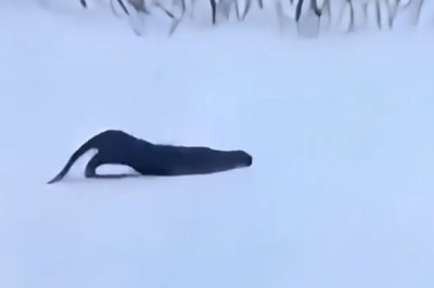 Amazing Skiing Skills: The Ultimate Winter Thrills