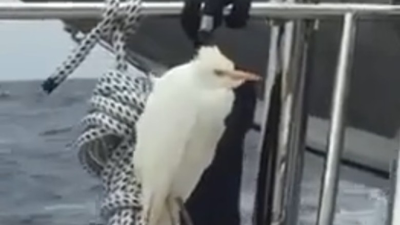 Braving the Chill: Pelican's Adventure in the Cold Sea