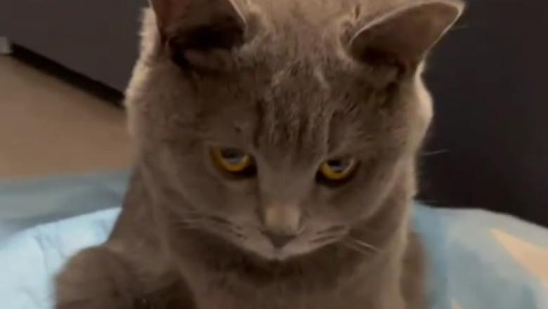Cuteness Overload: Newborn Kittens' First Moments