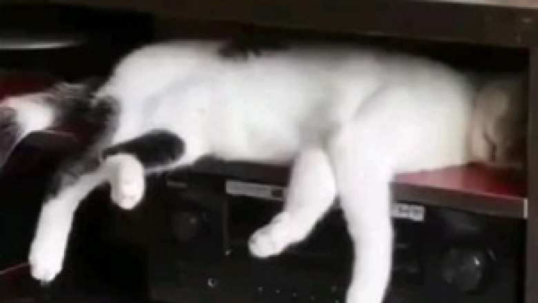 Dreamland Drama: A Cat's Hilarious Nightmare Reactions