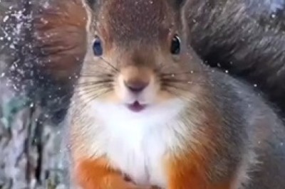 Epic Adventures: The Daring Feats of an Awesome Squirrel