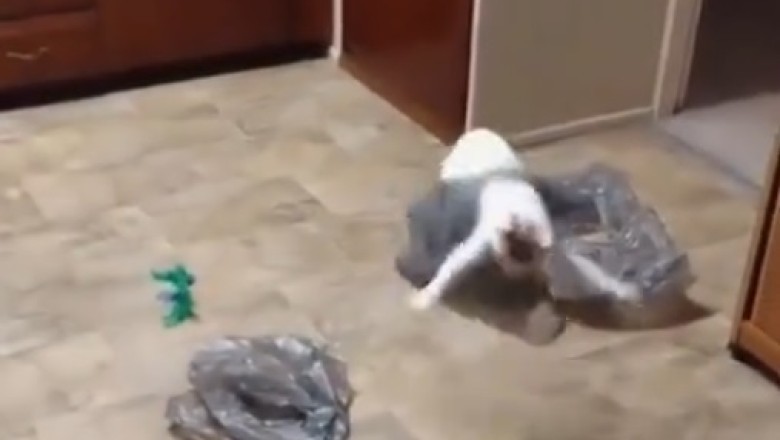 Full of Life: An Energetic Cat's Playtime Adventures
