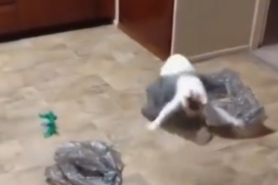 Full of Life: An Energetic Cat's Playtime Adventures