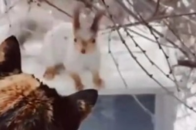 Furry Frenemies: Cats and Squirrels' Playful Encounters