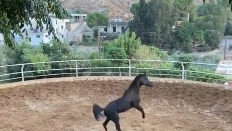 Majestic Stand: The Grace and Strength of a Standing Horse