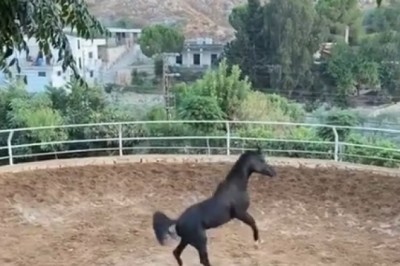 Majestic Stand: The Grace and Strength of a Standing Horse