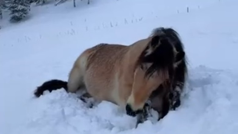 Snow Day Fun: Horse Enjoys the Winter Wonderland