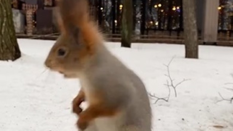 Squirrel Spectacular: The Amazing Stunts of Nature's Acrobat