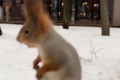 Squirrel Spectacular: The Amazing Stunts of Nature's Acrobat