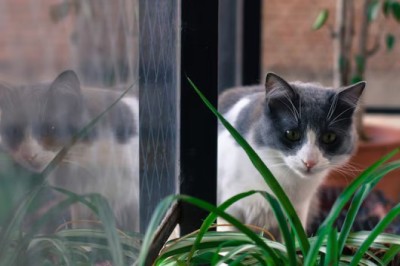 The Cat's Secret to Life: What Falling from a Tree Can Teach Us About Letting Go