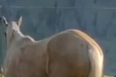 Unlikely Companions: A Horse and Dog's Wild Adventure