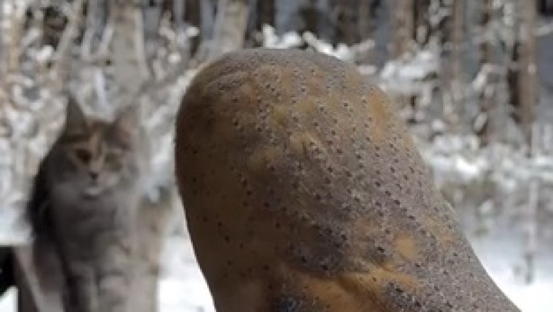 Unlikely Friends: The Adorable Bond Between an Owl and a Cat