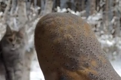 Unlikely Friends: The Adorable Bond Between an Owl and a Cat