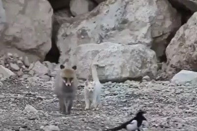 Unlikely Trio: Fox, Cat, and Bird's Adorable Friendship