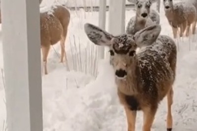 Winter Wonderland: The Graceful Beauty of Deer in Snow