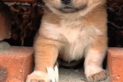 Adorable Encounter: Friendly Butterfly and Curious Dog Share a Magical Moment!